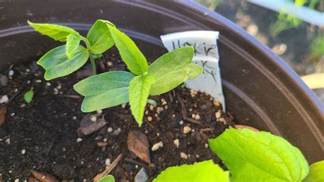 fertilizing hackberry sdapling