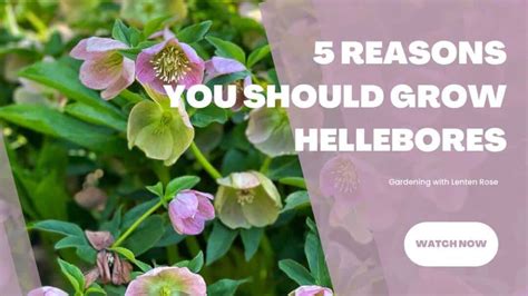 fertilizing hellebores