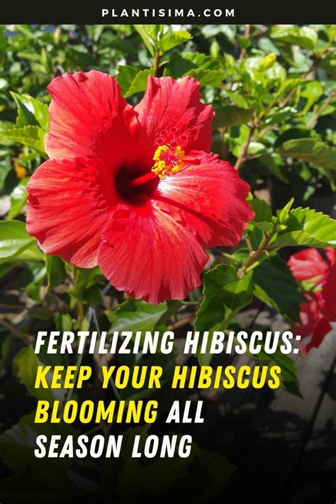 fertilizing hibiscus