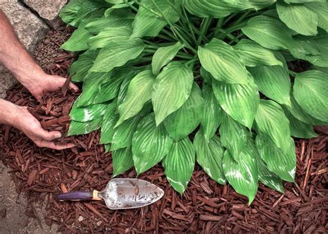 fertilizing hostas