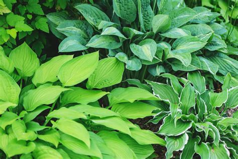 fertilizing hostas plants