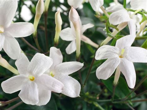 fertilizing jasmine