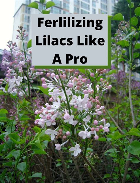 fertilizing lilacs