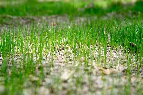 fertilizing newly seeded lawn