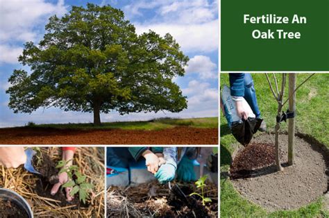 fertilizing oak trees