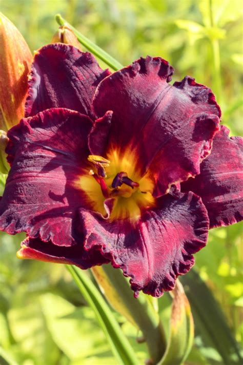 fertilizing of daylilies