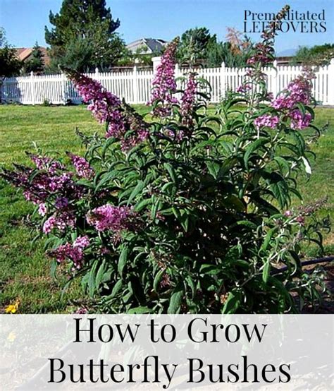 fertilizing of the butterfly bush