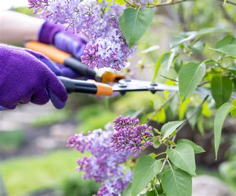 fertilizing of the lilac