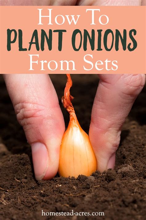 fertilizing onion sets