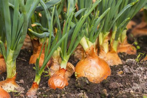 fertilizing onions