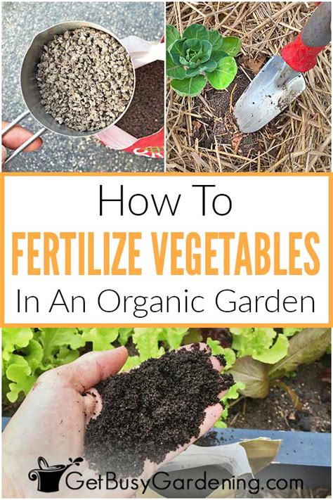 fertilizing organic garden