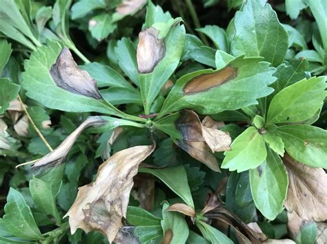 fertilizing pachysandra