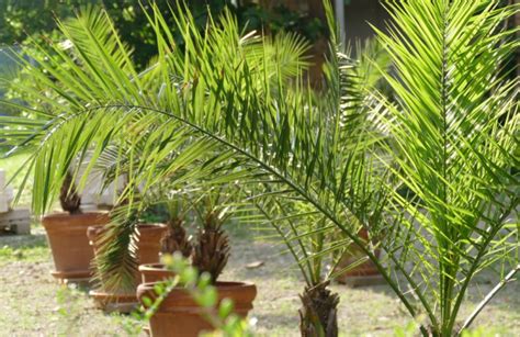 fertilizing palm trees