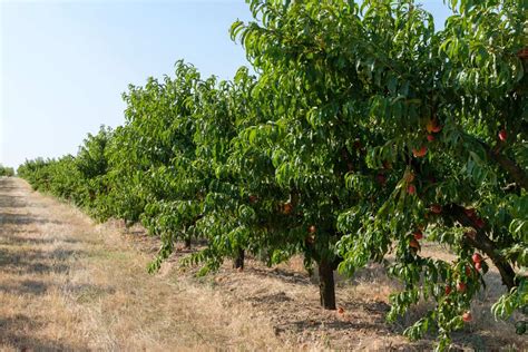 fertilizing peaches