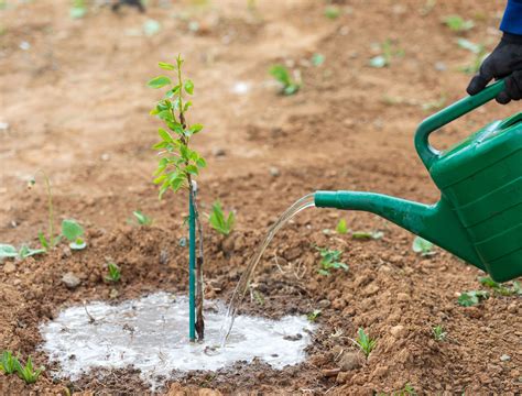 fertilizing pear trees