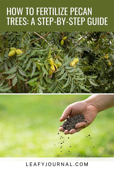 fertilizing pecan trees