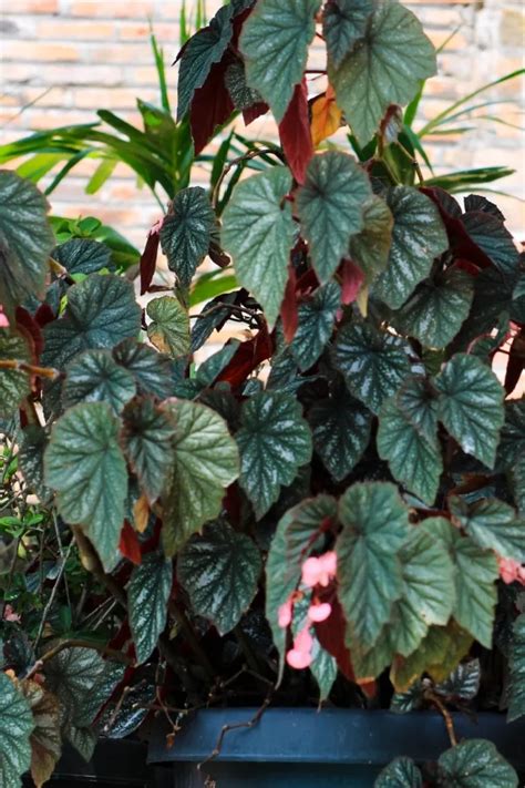 fertilizing pendula begonias