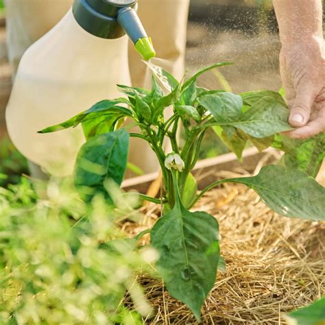 fertilizing peppers