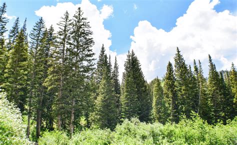 fertilizing pine trees