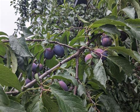 fertilizing plum trees