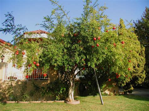 fertilizing pomegranate trees