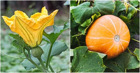 fertilizing pumpkins