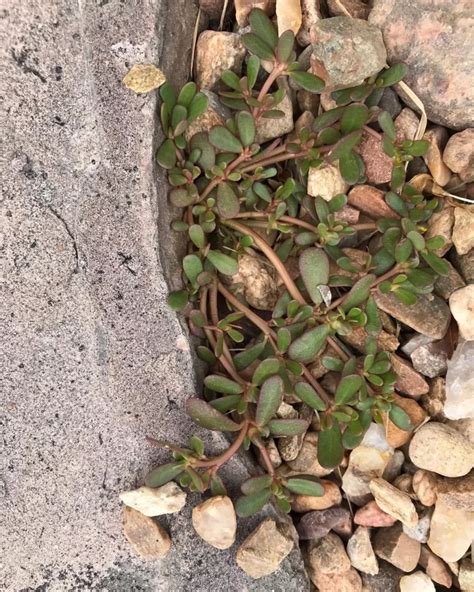 fertilizing purslane