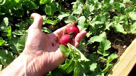 fertilizing radishes