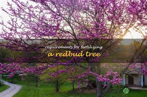 fertilizing redbud trees