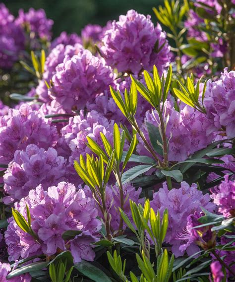 fertilizing rhododendrons