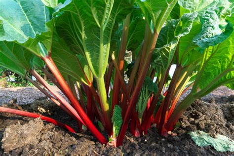 fertilizing rhubarb