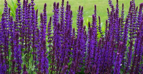 fertilizing salvia