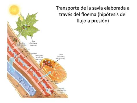 fertilizing savia