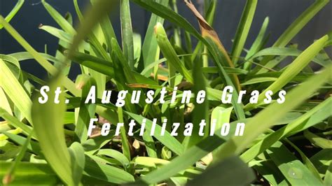 fertilizing st augustine