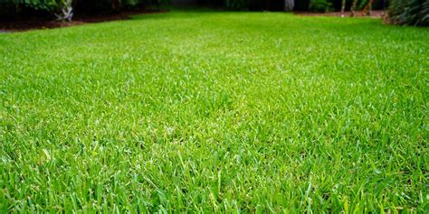 fertilizing st augustine grass in the fall