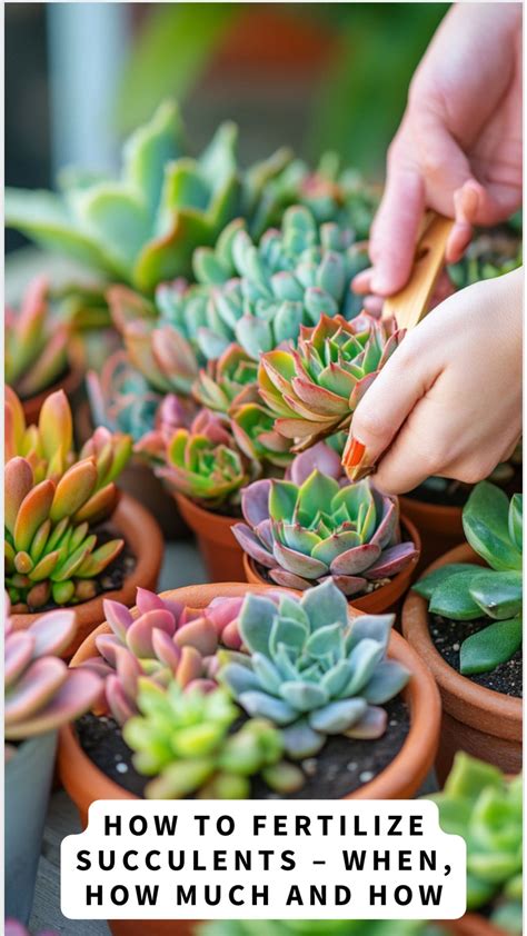 fertilizing succulents