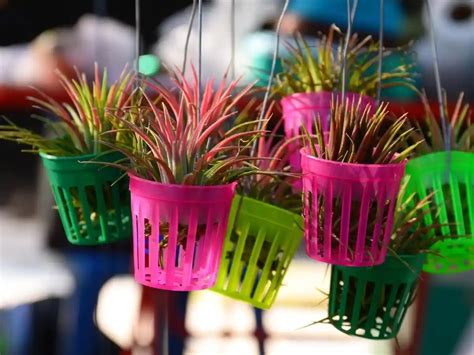 fertilizing tillandsia