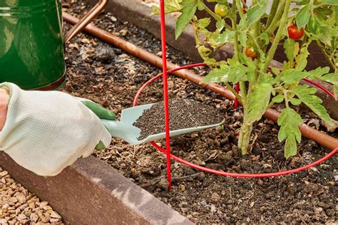 fertilizing tomatoes and peppers