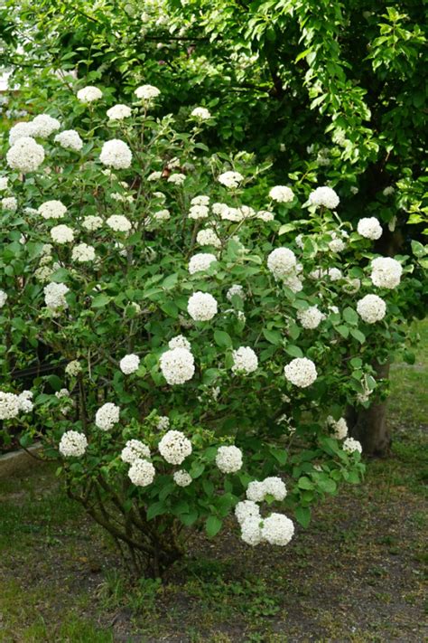 fertilizing viburnum