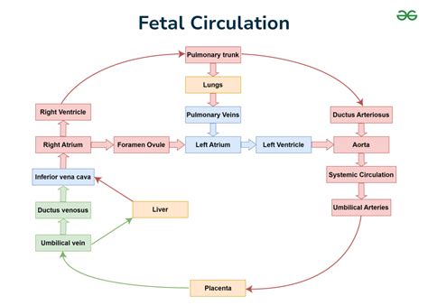 Fetal Blood Circulation Flow Chart