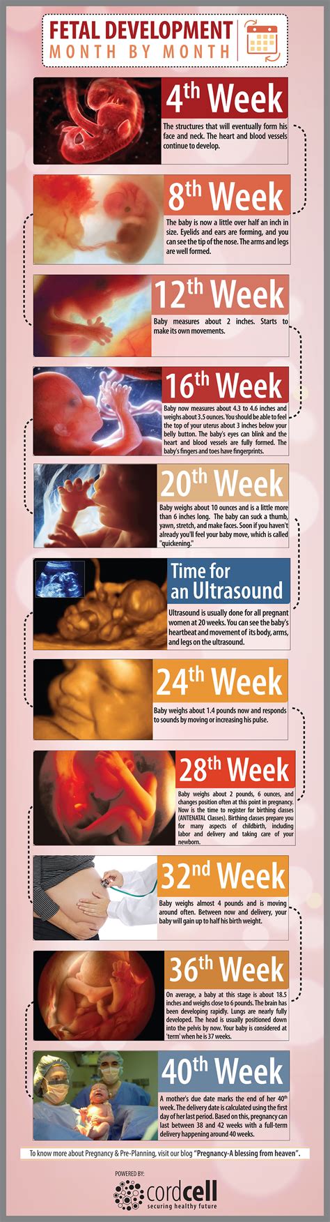 Fetal Development Chart By Month