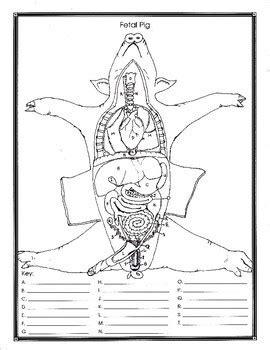 fetal pig dissection lab whitman answers PDF