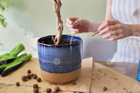 ficus benjamina fertilizer