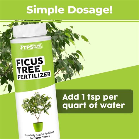 ficus fertilizer