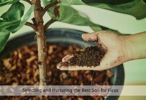 ficus plant fertilizer