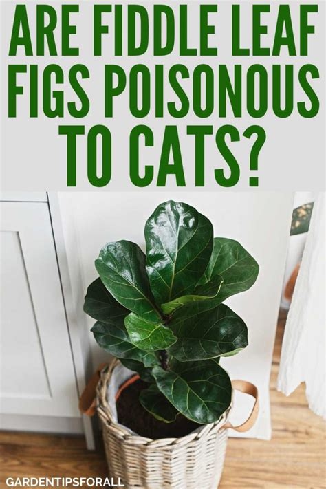 fiddle leaf fig cats