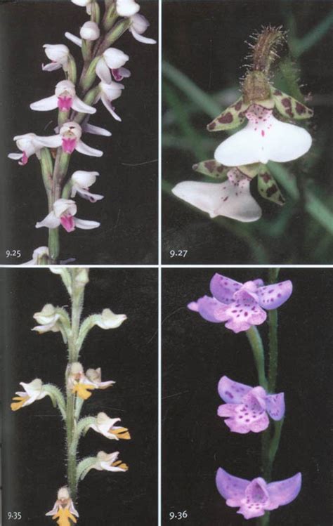 field guide to the orchids of madagascar Epub