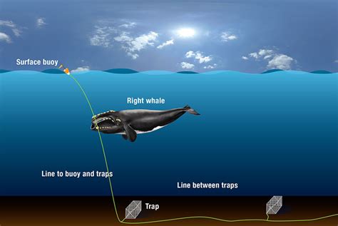 fighting whales dangers fishing classic PDF