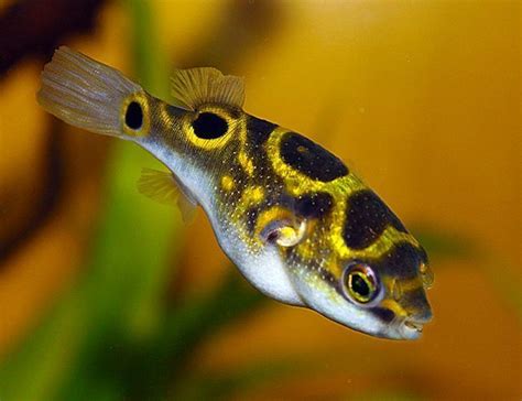 figure 8 puffer