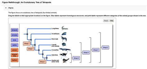 Figure Walkthrough An Evolutionary Tree Of Tetrapods